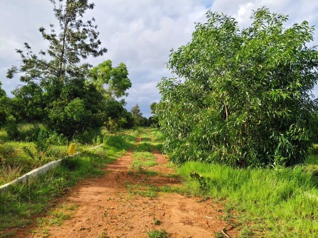 image of managed farm acre plots near nandi hills for investors
